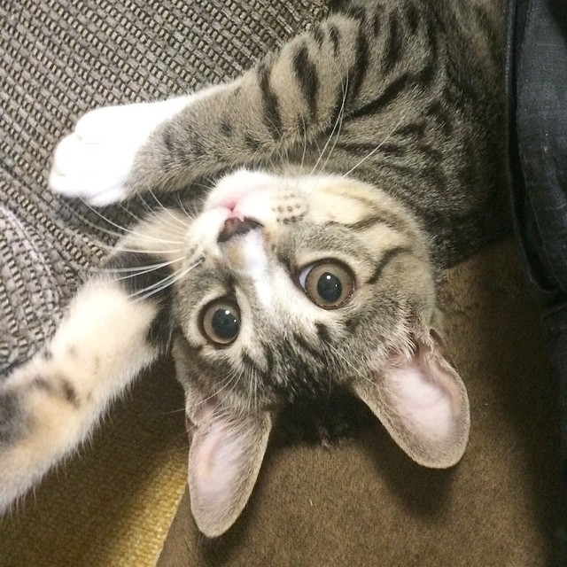 振袖レンタル衣装 グリーン